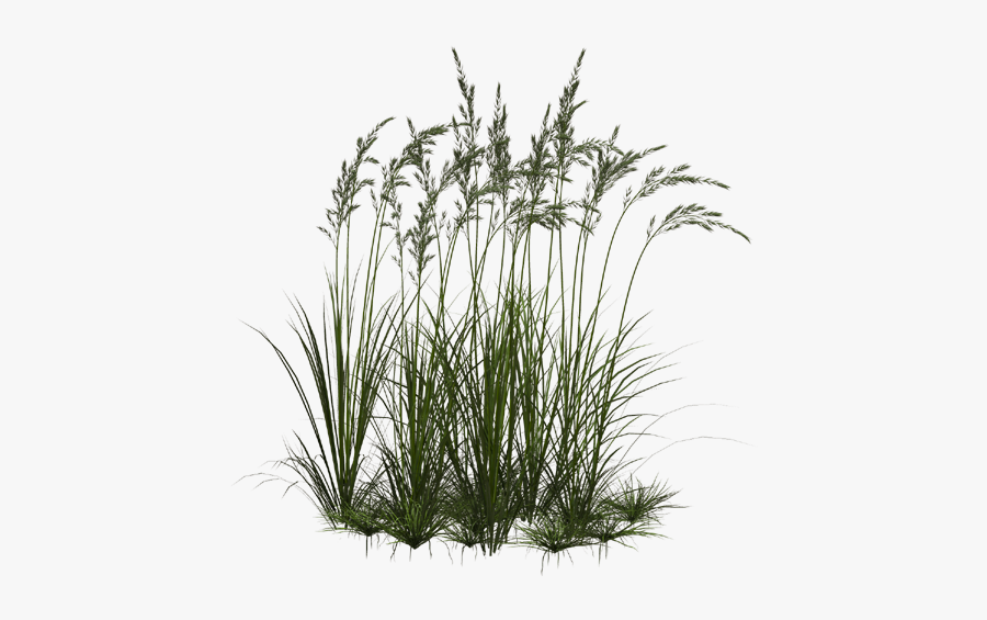 Transparent Clipart Image Grass Png 1 With Flower - Tall Grass Transparent Background, Transparent Clipart