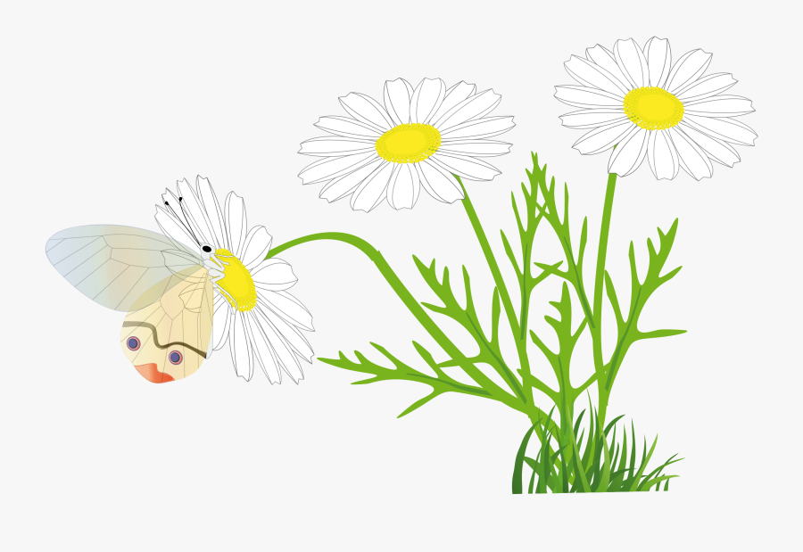 Meadow,petal,grass Family - Rysunek Stokrotka, Transparent Clipart