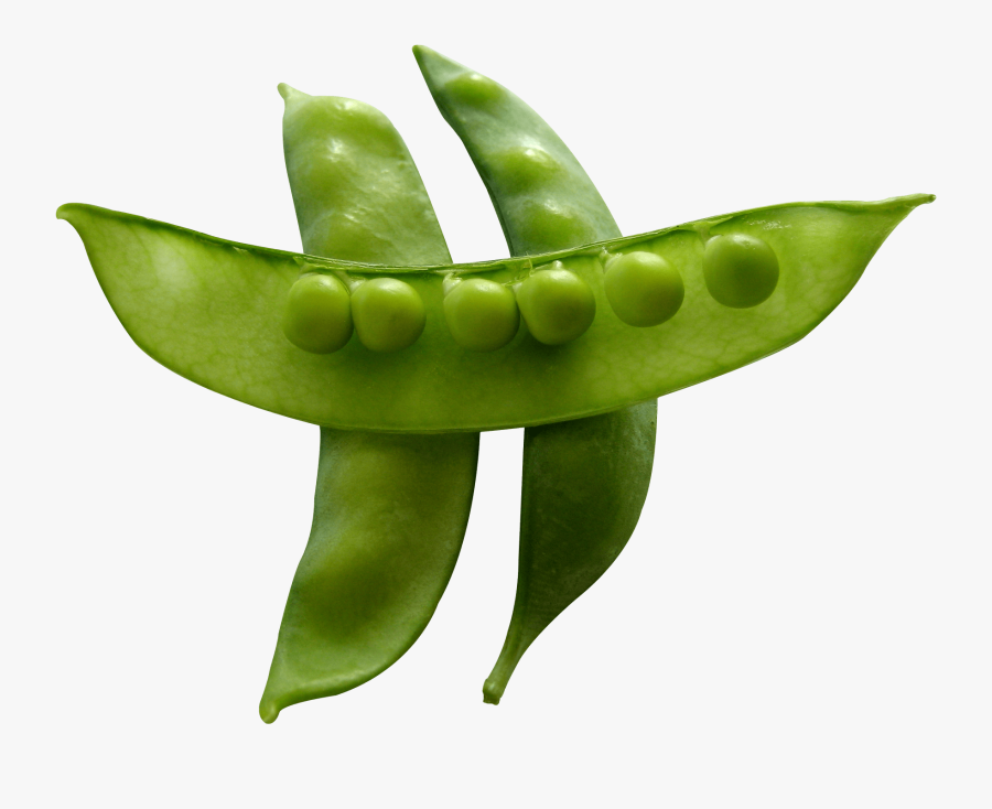 Bean Clipart Snow Pea, Transparent Clipart