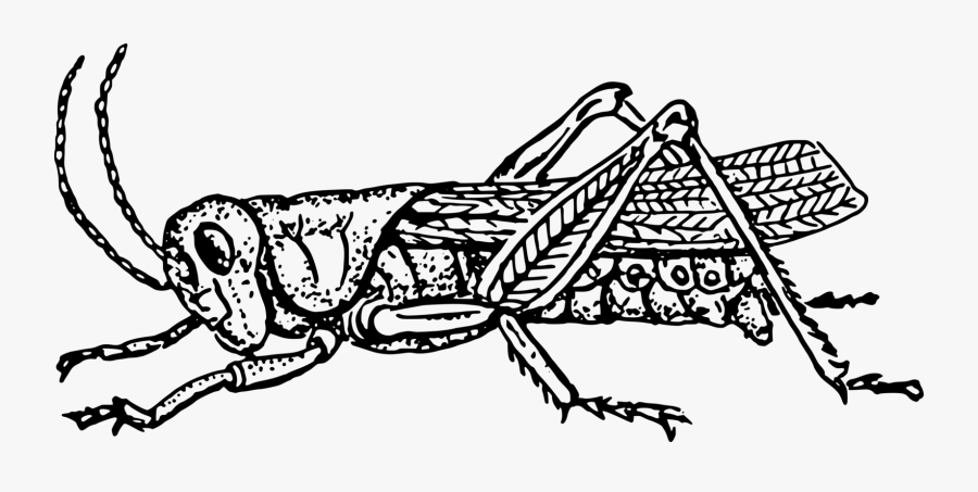 Grass Hopper Svg Clip Arts - Grasshopper Cliparts Black And White, Transparent Clipart