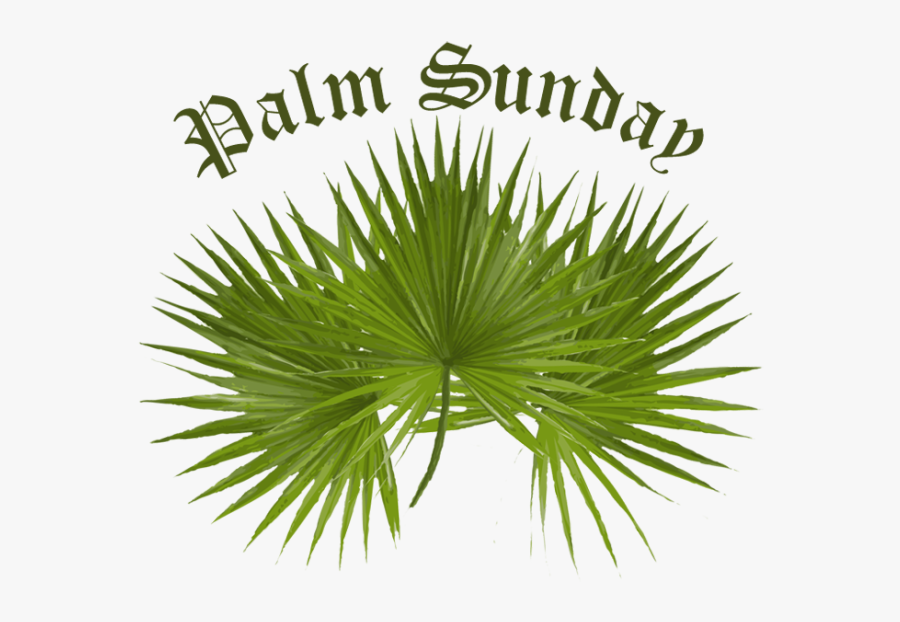 Palm Sunday Png Images Clipart - Palm Sunday Palm Tree, Transparent Clipart