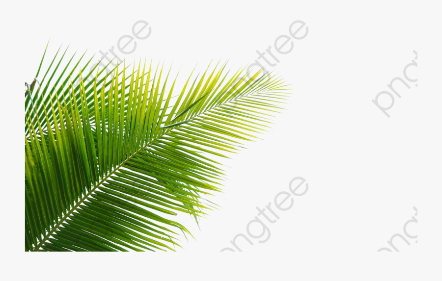 Palm Sunday Clipart Watercolor Leaves - Feuille Cocotier Png, Transparent Clipart