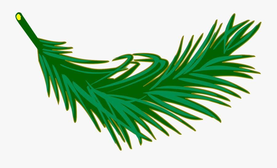 Branch Frond Leaf Leafy Leaves Palm Plant - Palm Leaves Clip Art, Transparent Clipart
