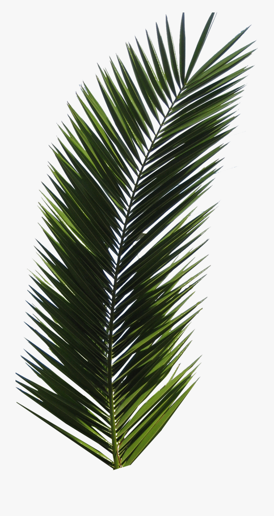 Palm Tree Png - Palm Tree Leaf, Transparent Clipart