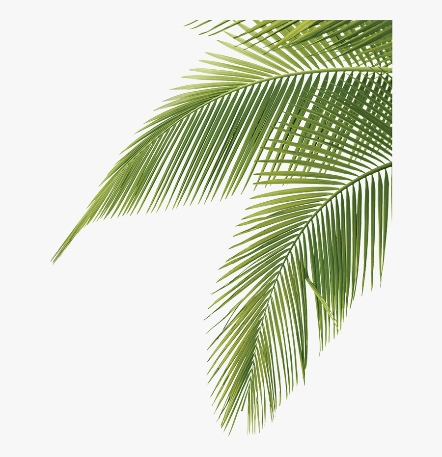 Palm Fronds Png Image, 709 × 853 Pixels Jungle Plants - Palm Tree Leaf Png, Transparent Clipart
