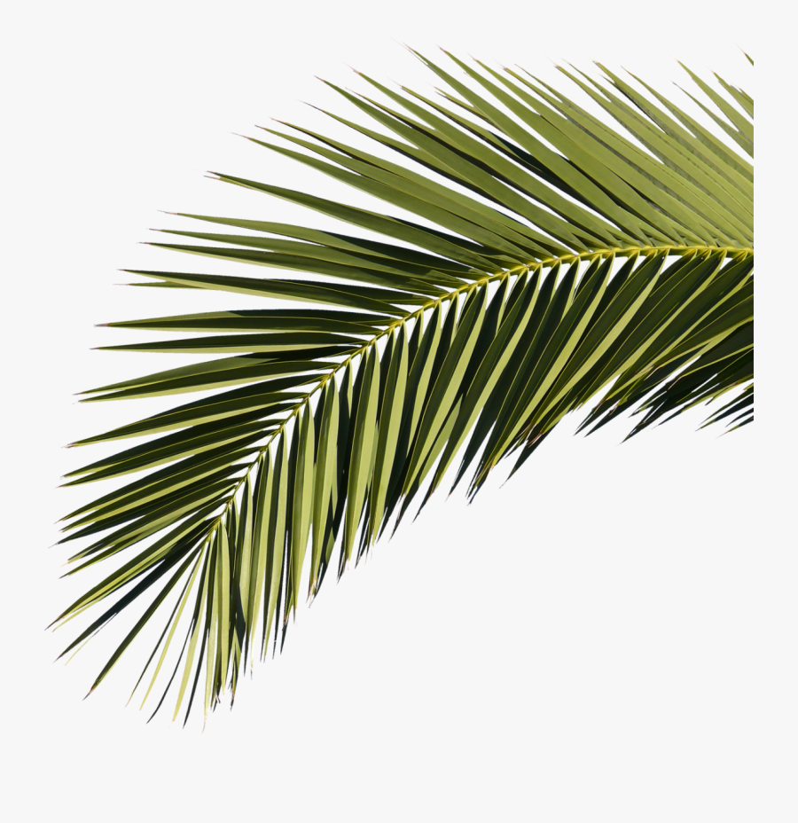 Palm Tree Leaves Png -palm Fronds Png, Transparent - Palm Leaves Texture Png, Transparent Clipart