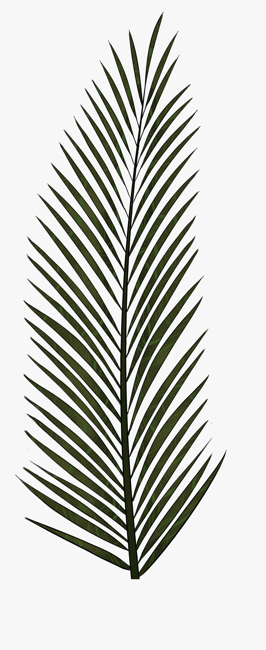 Palm Leaf Png Textures And Style Radin Mas - Palm Tree Leaf Texture, Transparent Clipart