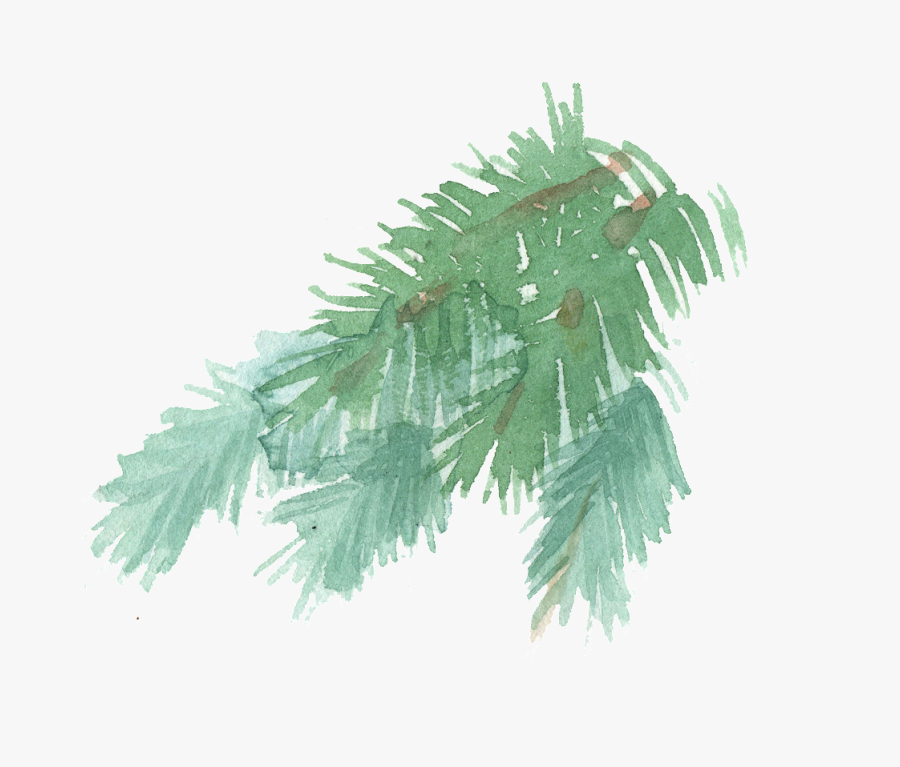 Transparent Pine Tree Branch Png - Pine Branch Painting Watercolor, Transparent Clipart
