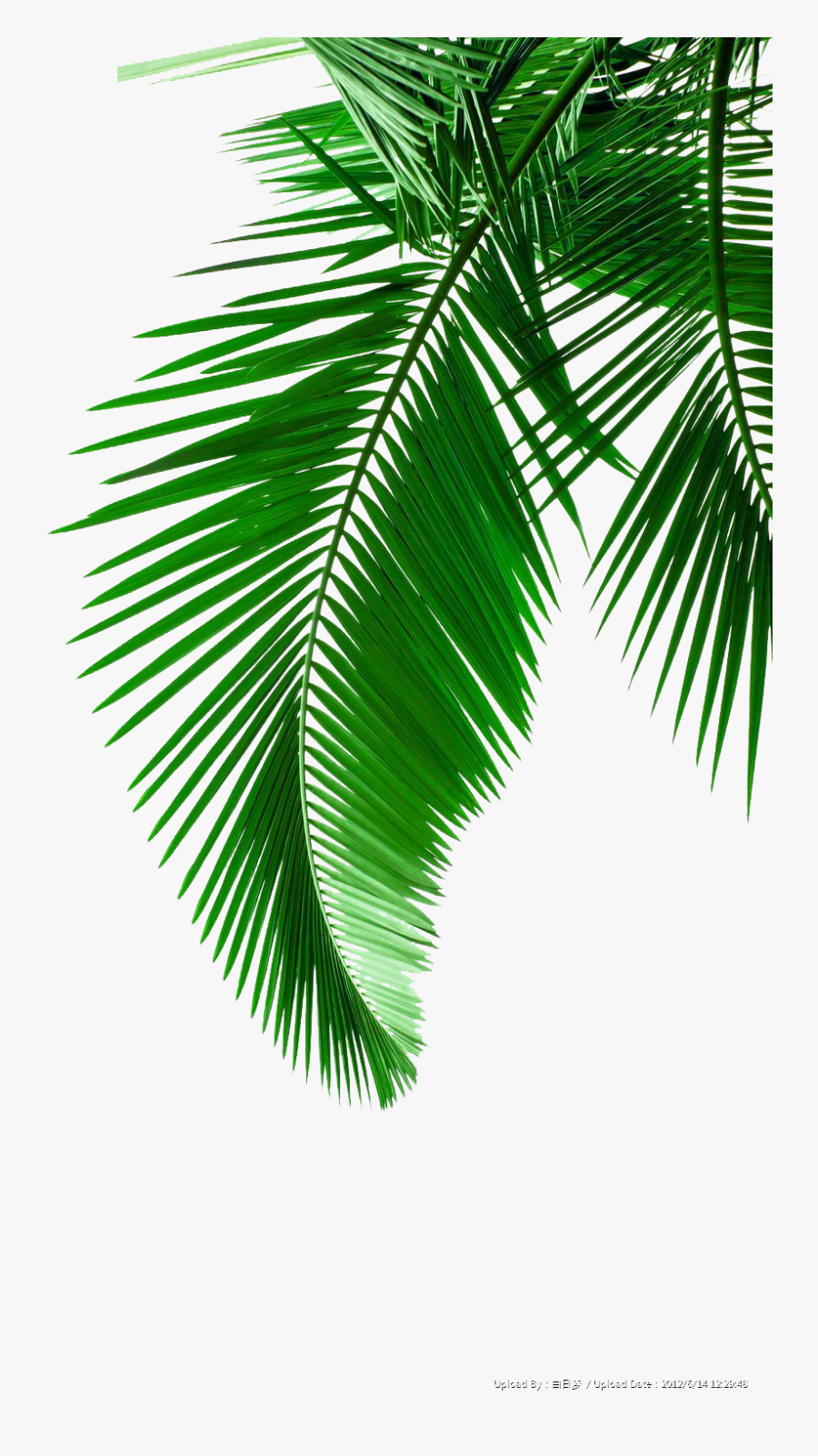 Picture Leaf Leaves Material Arecaceae Palm Green Clipart - Palm Leaves Clip Art, Transparent Clipart