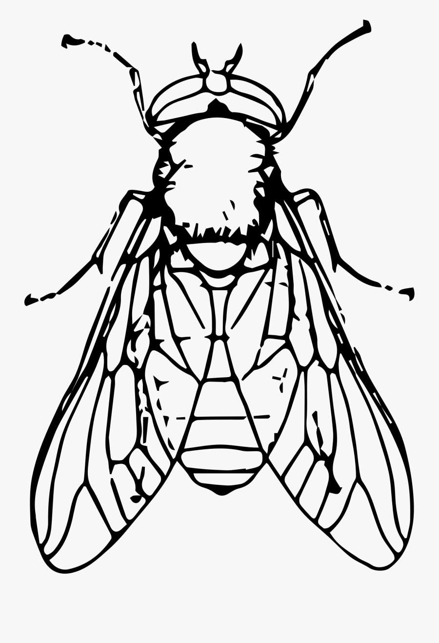 Black Horse Fly Png File - Fly Clipart Black And White, Transparent Clipart