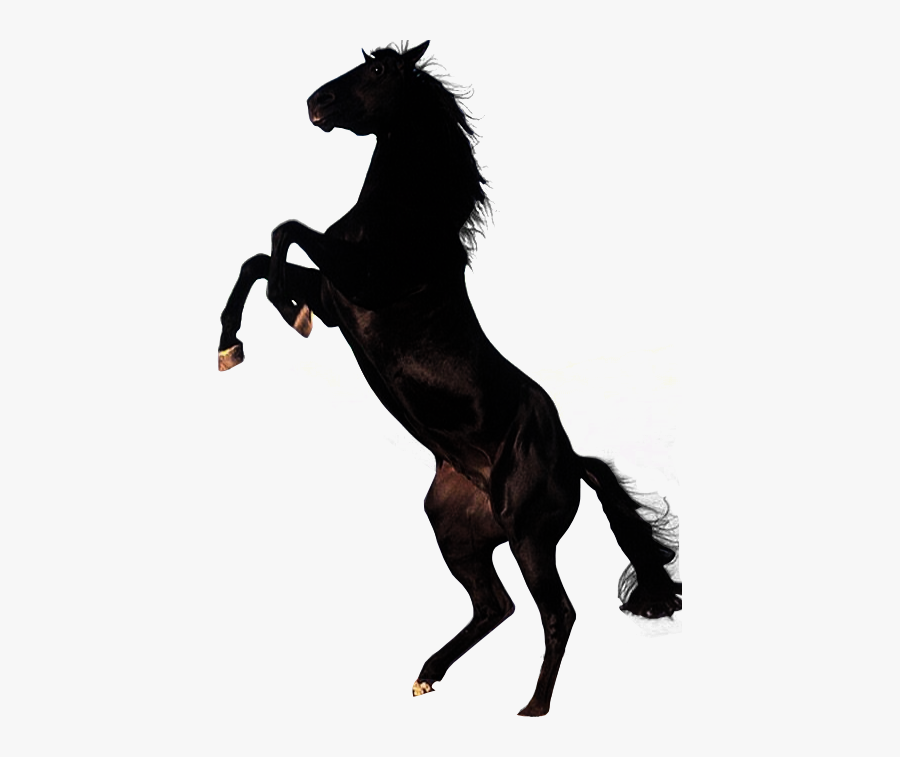 344 - Horse Png, Transparent Clipart