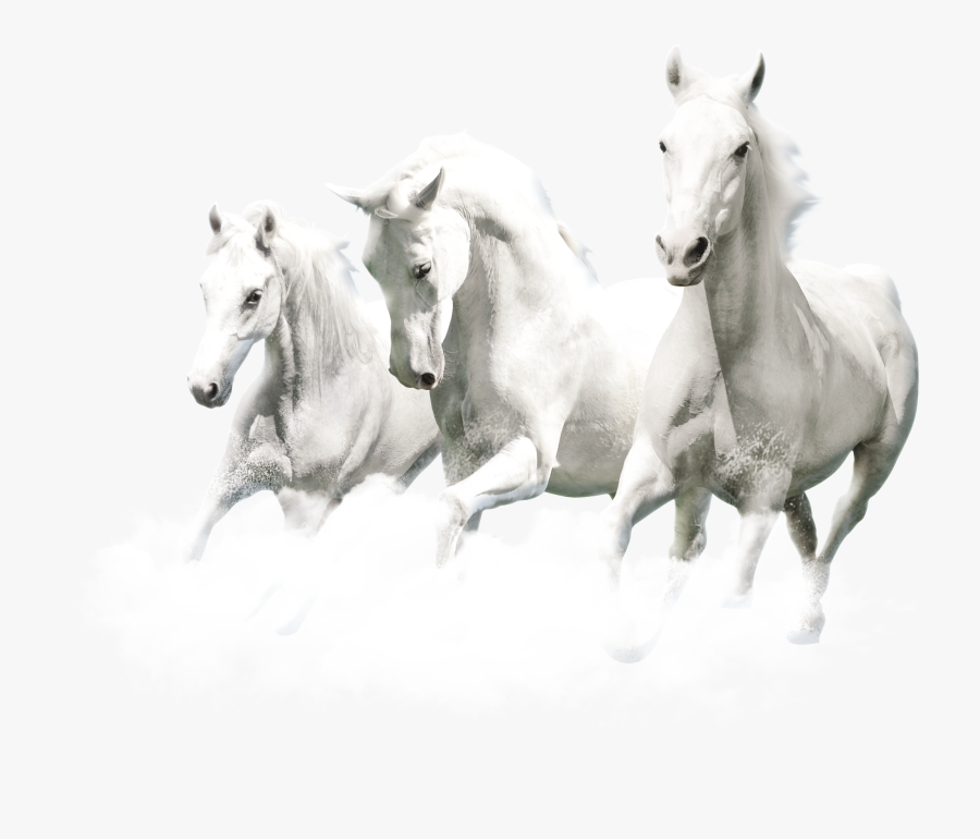 Horse Images High Resolution, Transparent Clipart