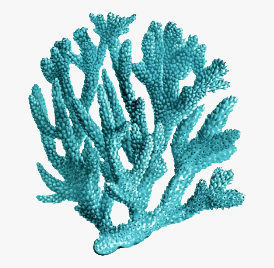 Turquoise,tree,coral - Png Coral, Transparent Clipart