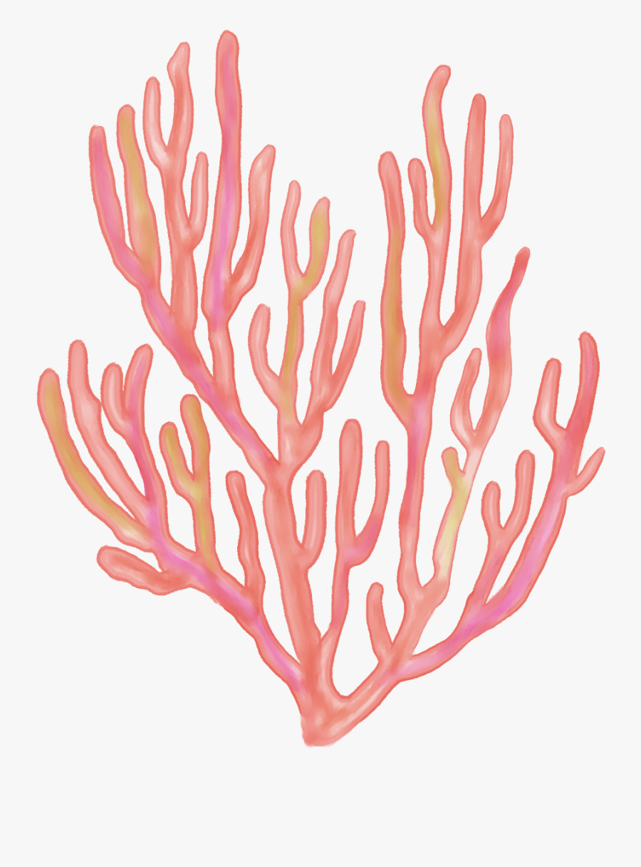 Transparent Coral Clipart, Transparent Clipart