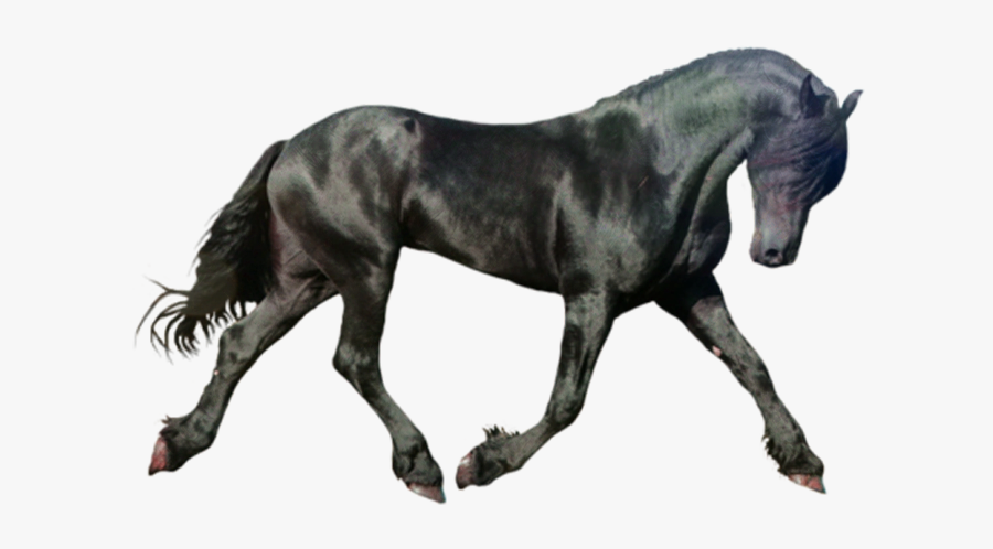 Friesian Horse Png, Transparent Clipart