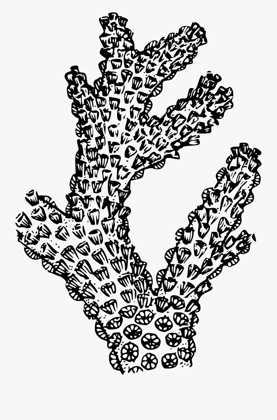 Coral - Transparent Coral Clipart, Transparent Clipart