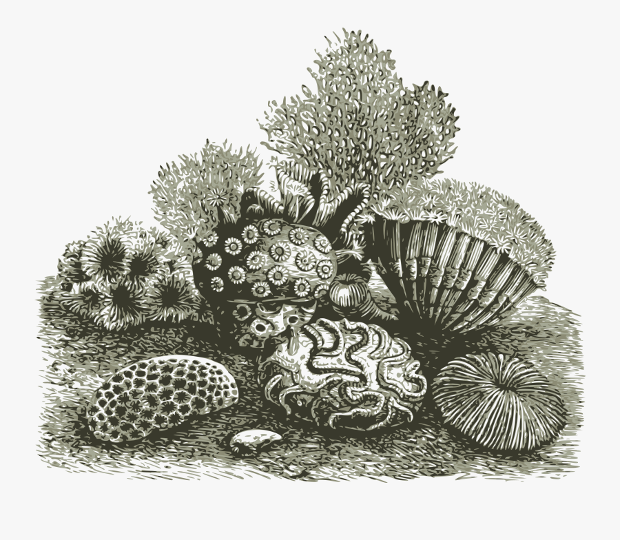 Detailed Drawing Of Coral, Transparent Clipart