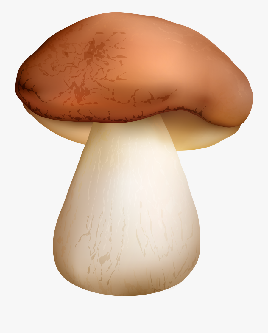 Boletus Mushroom Png Clipart - Mushroom Png, Transparent Clipart