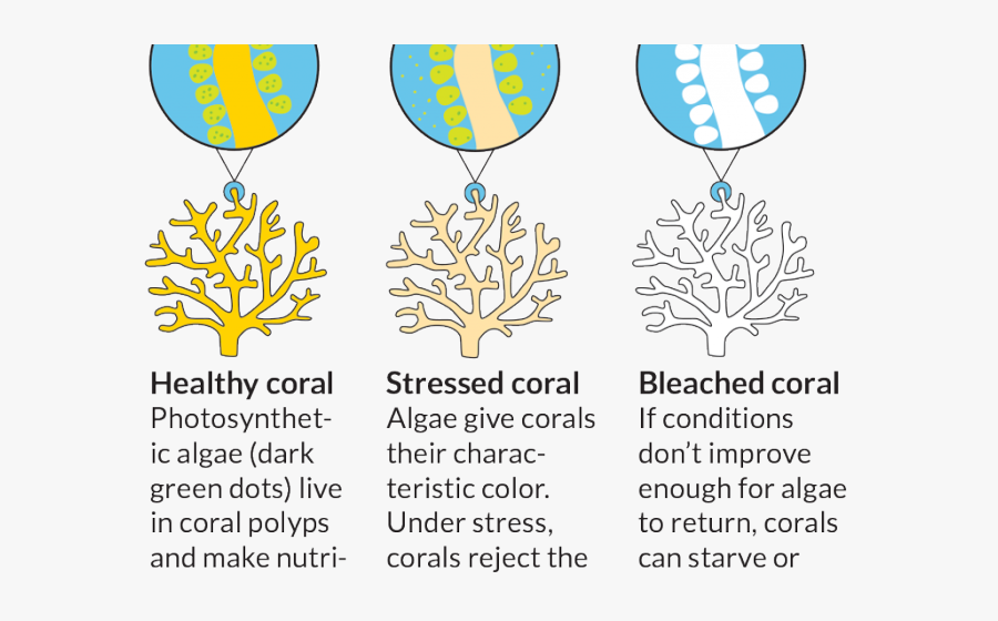 Coral Reef Clipart Bleached - Coral Reef Bleaching Clipart, Transparent Clipart