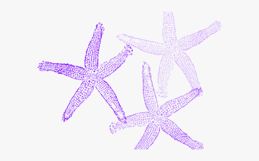 Coral Clipart Purple Coral - Turquoise Starfish Clipart, Transparent Clipart