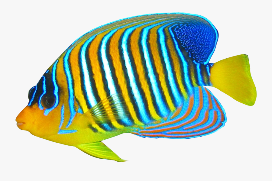Angelfish Clipart Transparent Fish - Transparent Background Coral Png, Transparent Clipart