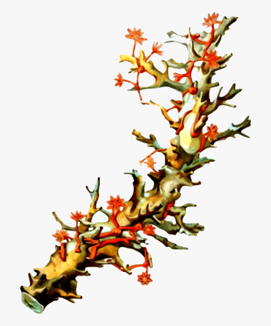 Plant,flora,leaf - Reef Iain Mccalman, Transparent Clipart