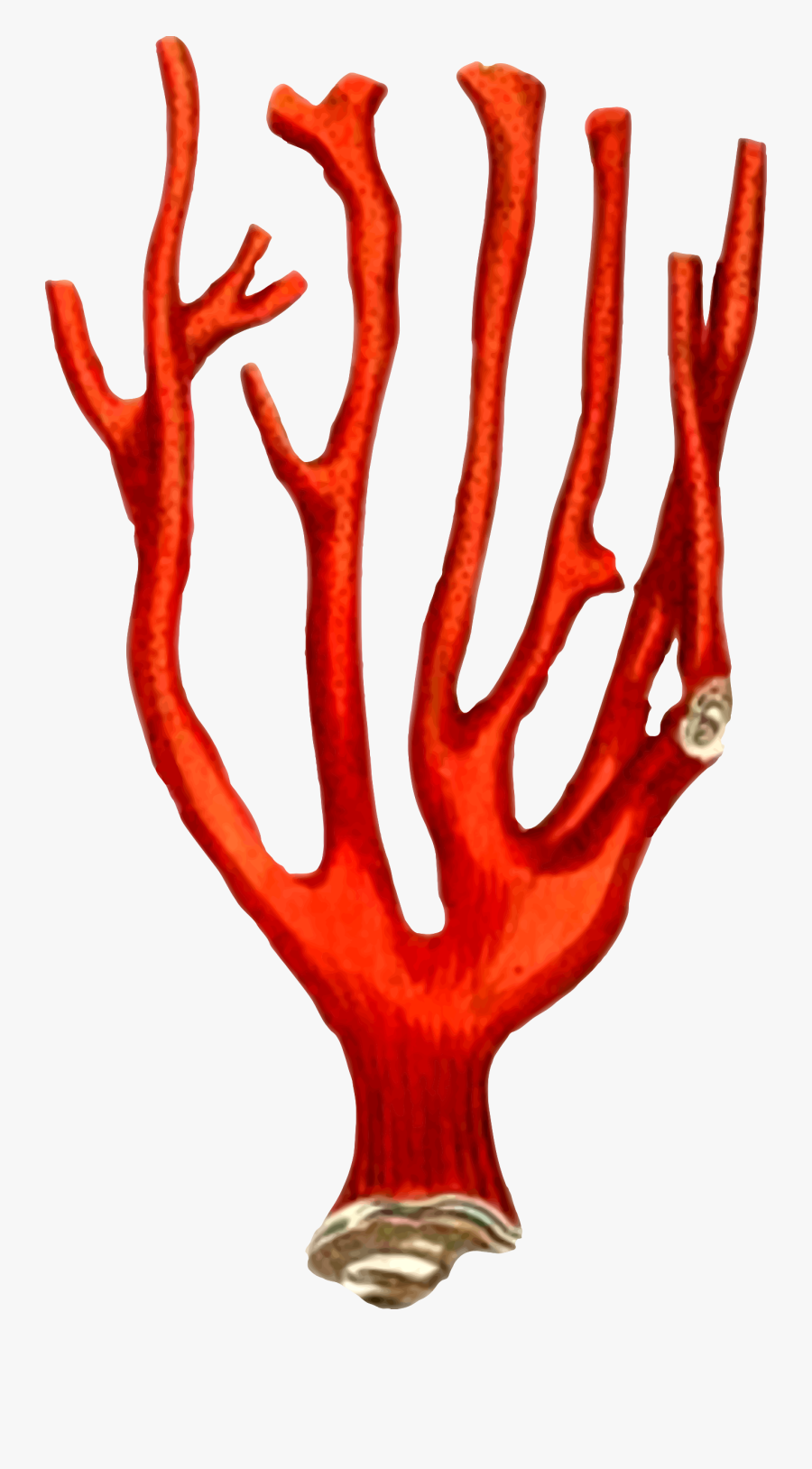 Organ,tree,hand - Transparent Background Coral Clipart Free, Transparent Clipart