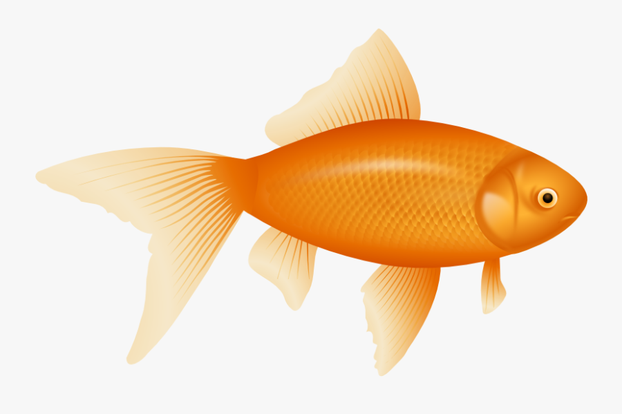 Goldfish Clipart - Example Of Png File, Transparent Clipart