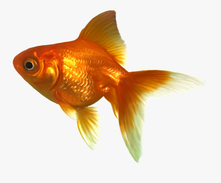 Realistic Goldfish Png Clipart - Realistic Goldfish Clipart, Transparent Clipart
