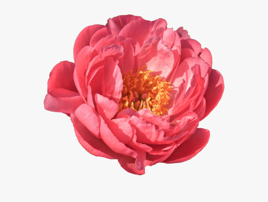 Clip Art Flower Bouquet Pinterest - Coral Flower Transparent, Transparent Clipart