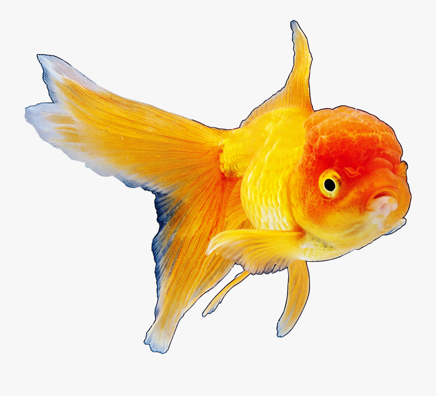 Realistic Goldfish Png Clipart Best Web Clipart - Goldfish, Transparent Clipart