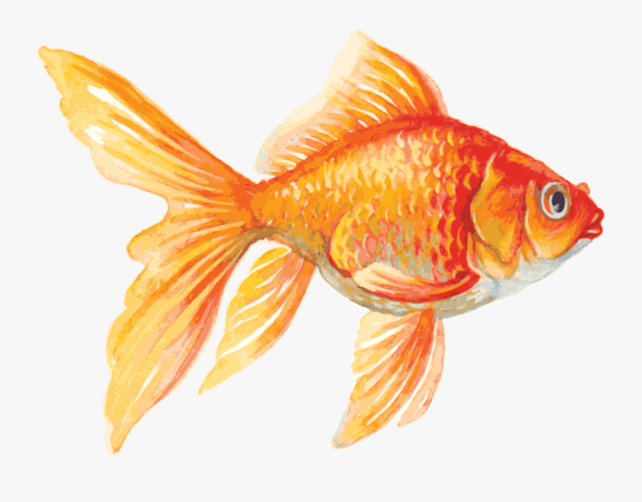Goldfish Clipart, Transparent Clipart
