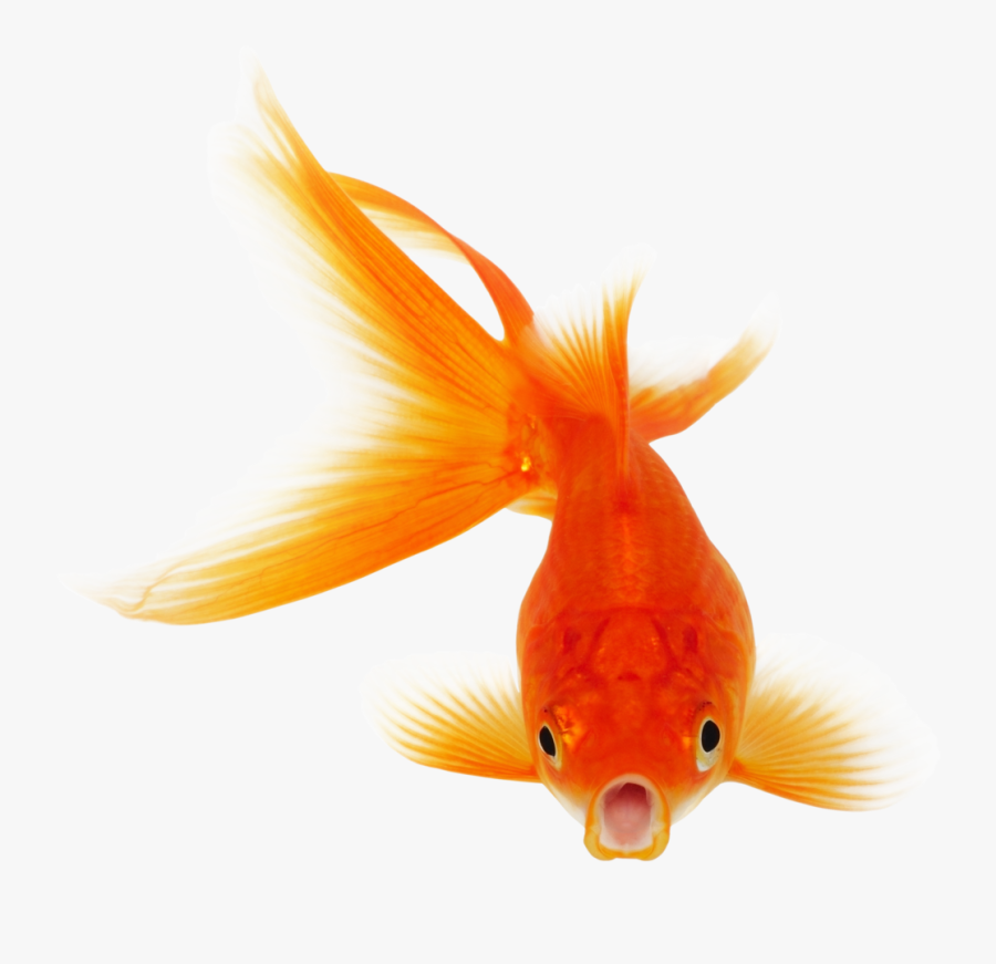 Gold Fish Images Png, Transparent Clipart