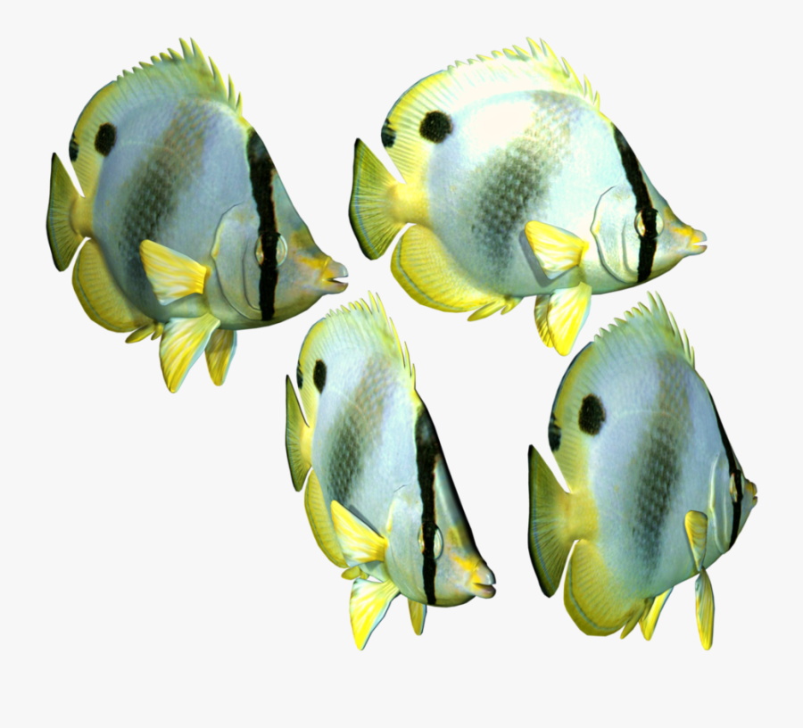 Clipart Fish Download Png - Tropical Fish Png, Transparent Clipart