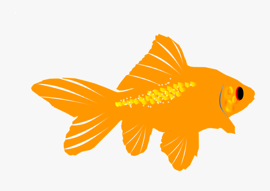 Aquarium Fish Goldfish Transparent Png Images - Goldfish, Transparent Clipart