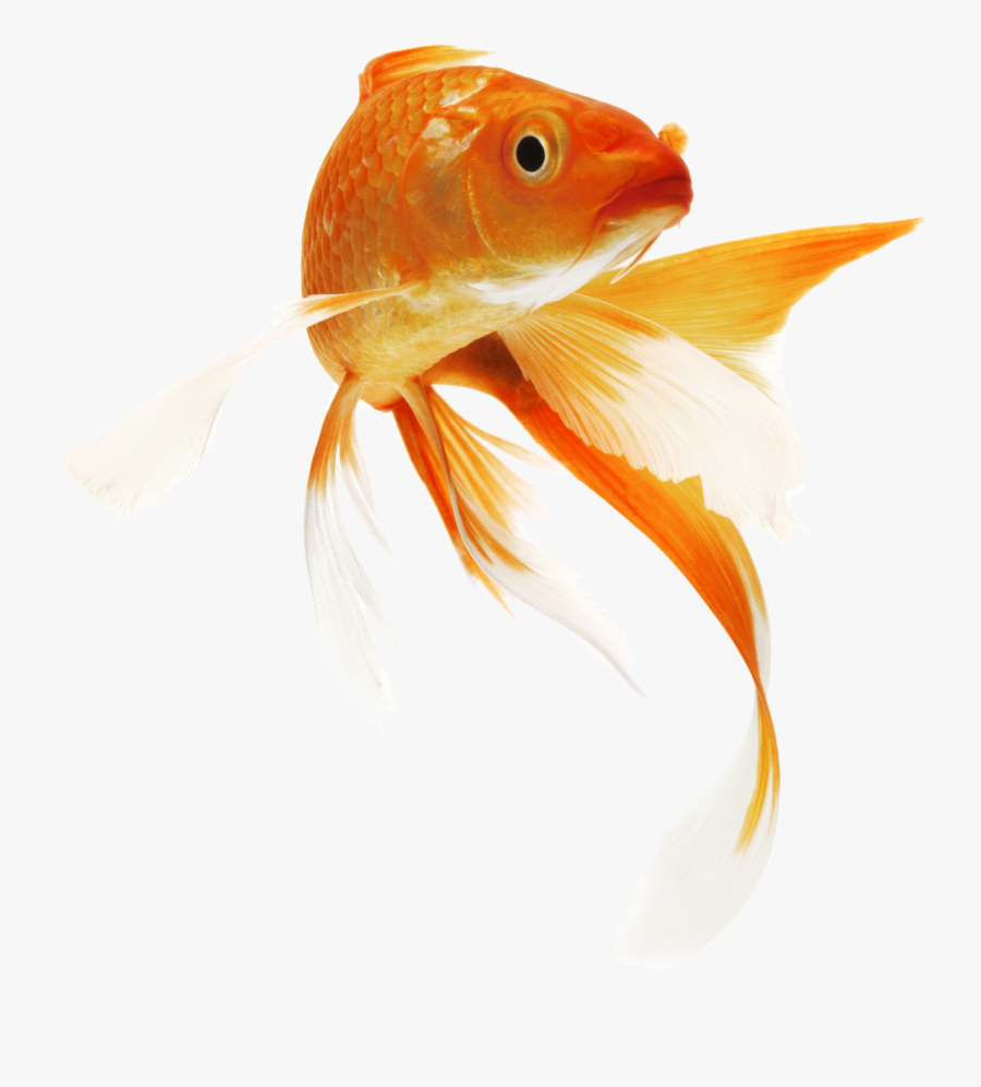 Goldfish Transparent Png Clipart , Png Download - Transparent Background Gold Fish Png, Transparent Clipart