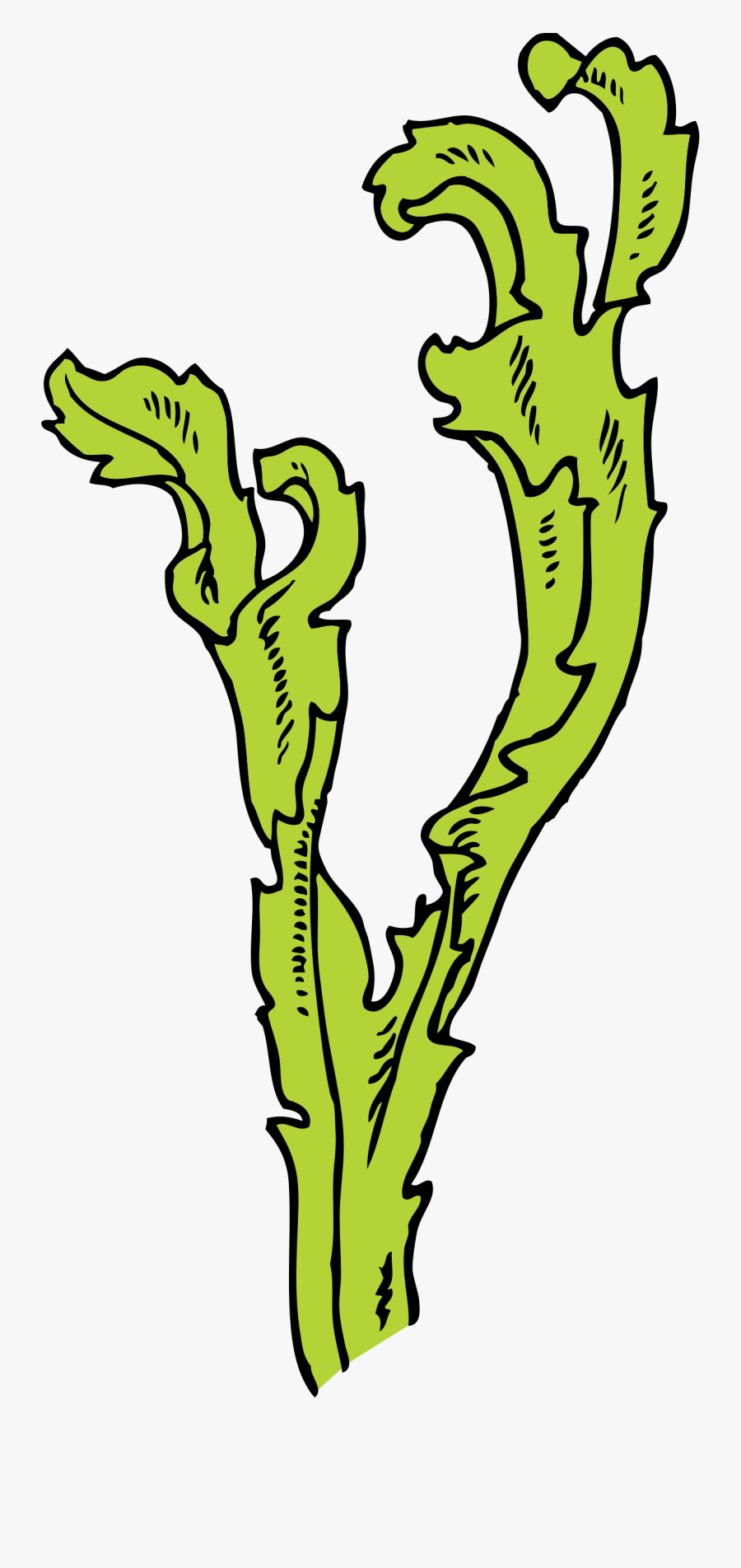 Seaweed Panda Free Images - Seaweed Clip Art, Transparent Clipart