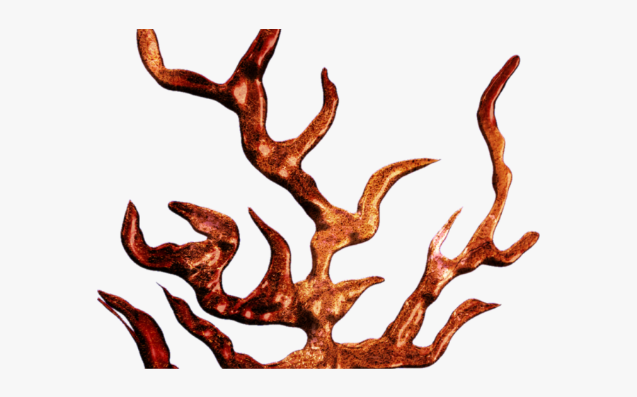 Coral Clipart Transparent Background - Clipart Transparent Background Png Coral, Transparent Clipart