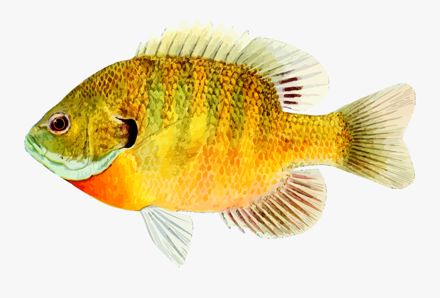 Goldfish Clipart Realistic - High Definition Of A Fish, Transparent Clipart