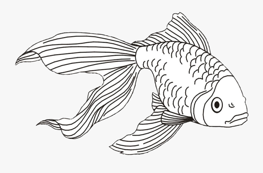 Goldfish Clipart Beta Fish - Realistic Fish Line Drawing, Transparent Clipart