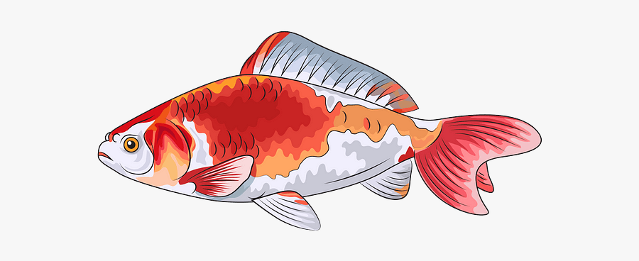 Goldfish, Transparent Clipart