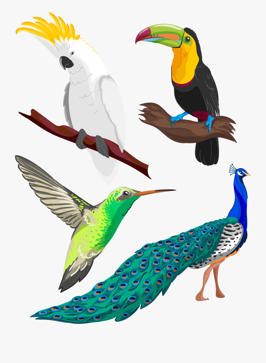 Clipart Library Birb Drawing Pencil - Draw A Cartoon Hummingbird, Transparent Clipart