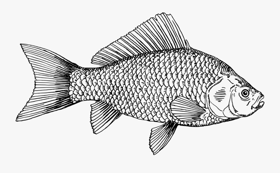 Line Art,tilapia,perch - Tilapia Gold Fish Vector, Transparent Clipart