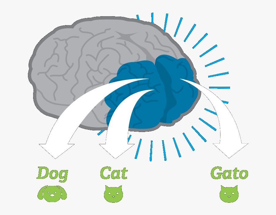 Brains Clipart Language - Kids Bilingual Brain, Transparent Clipart
