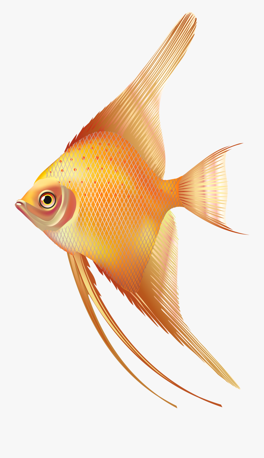 Nice Exotic Fish Png Clipart - Freshwater Angelfish Png, Transparent Clipart