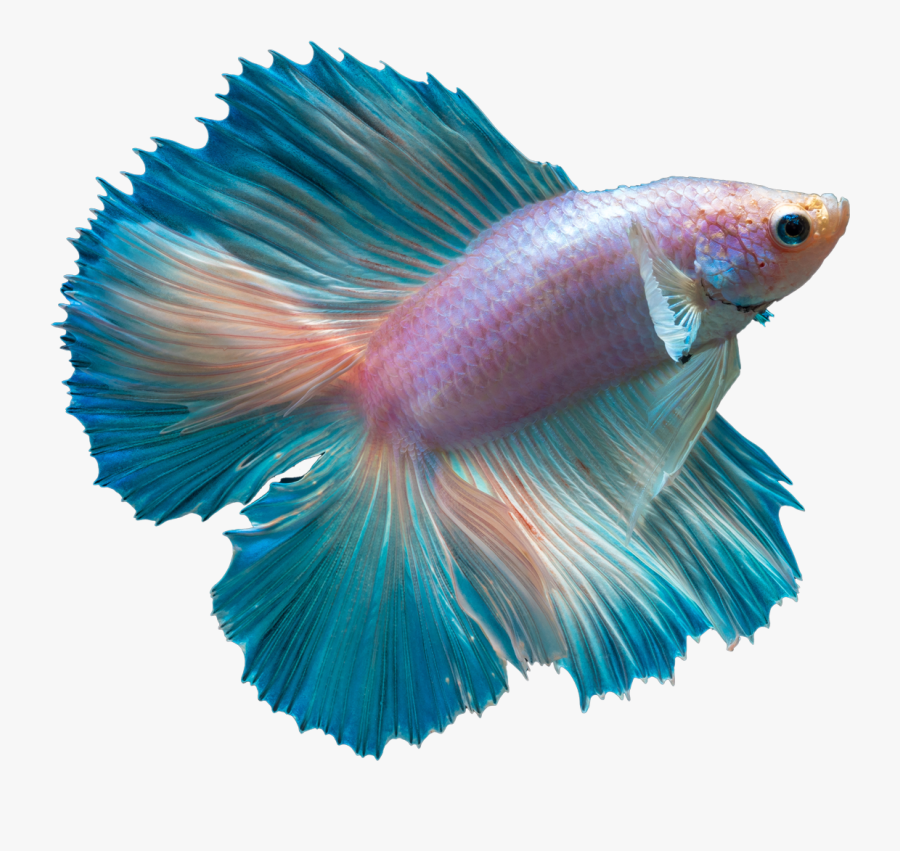 Goldfish Clipart Beta Fish - Betta Fish Transparent Background, Transparent Clipart