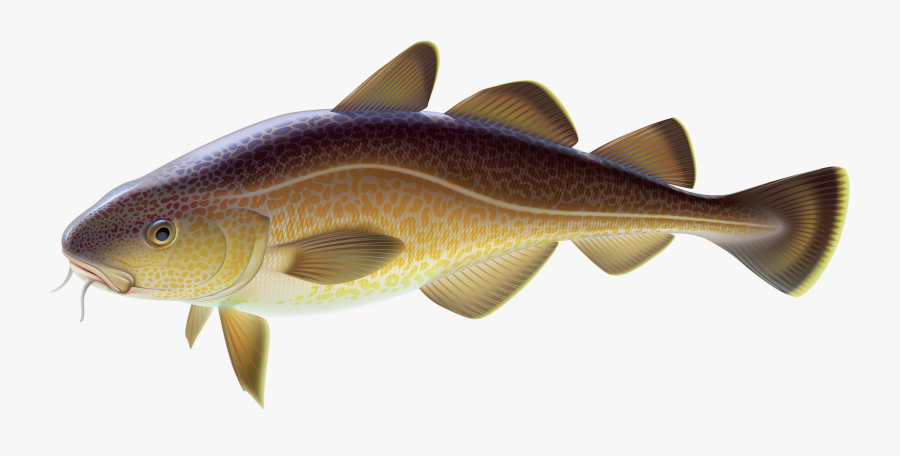 Carp Fish Png Clipart - Carp Png, Transparent Clipart