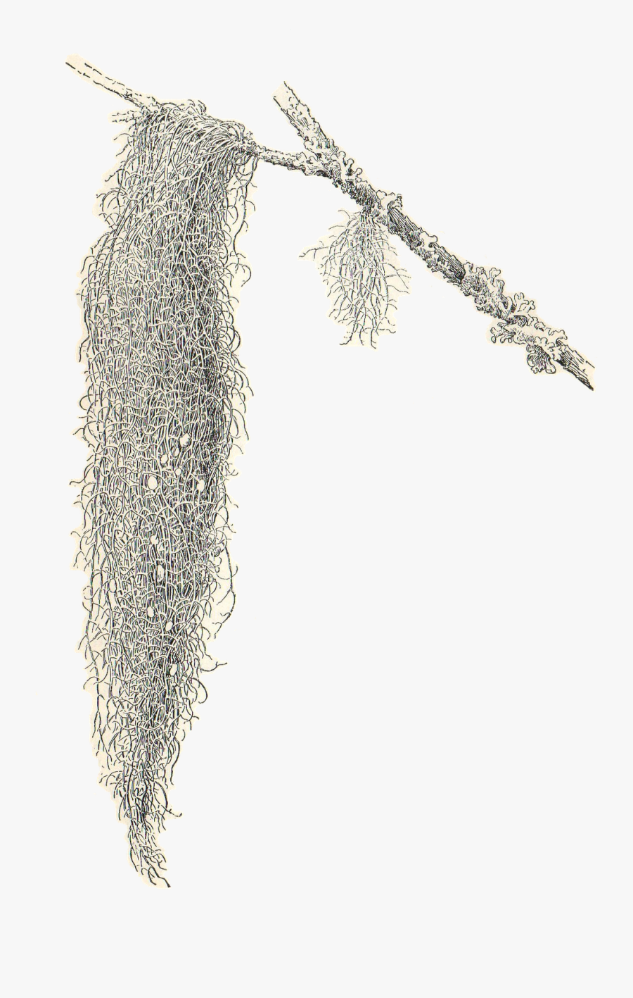 Clip Art Drawn In Spanish - Spanish Moss Transparent Background, Transparent Clipart
