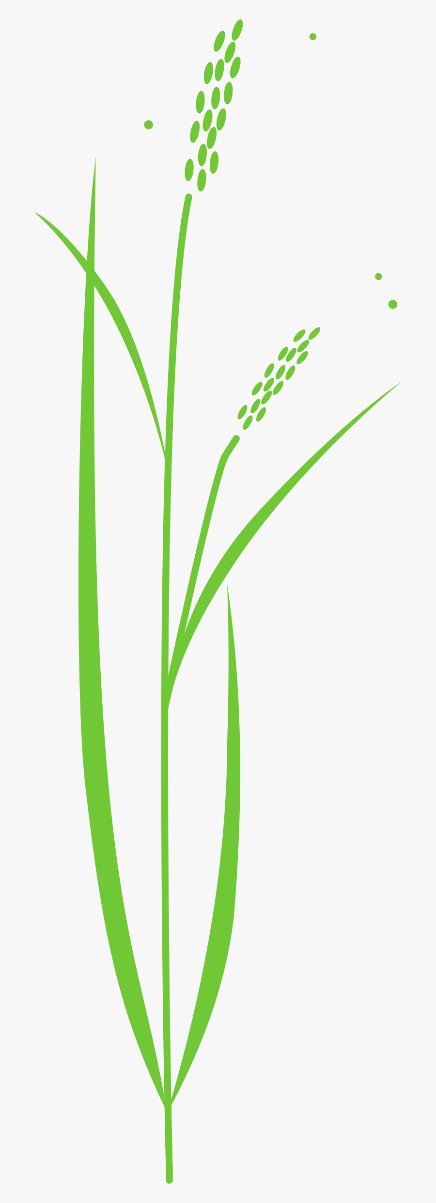 Transparent Plant Clip Art - Rice Crop Clipart Png, Transparent Clipart