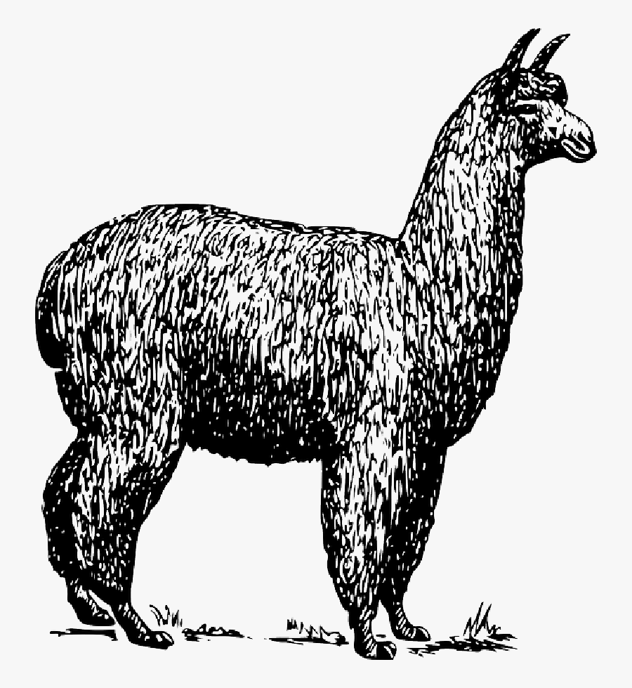 Alpaca Llama Vector Graphics Clip Art Drawing - Adventure You Say Alpaca My Bags, Transparent Clipart